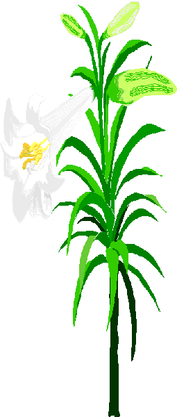 lily.gif (12825 bytes)